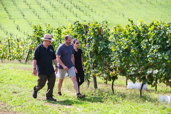 caminando entre viñedos Palacio de Nevares